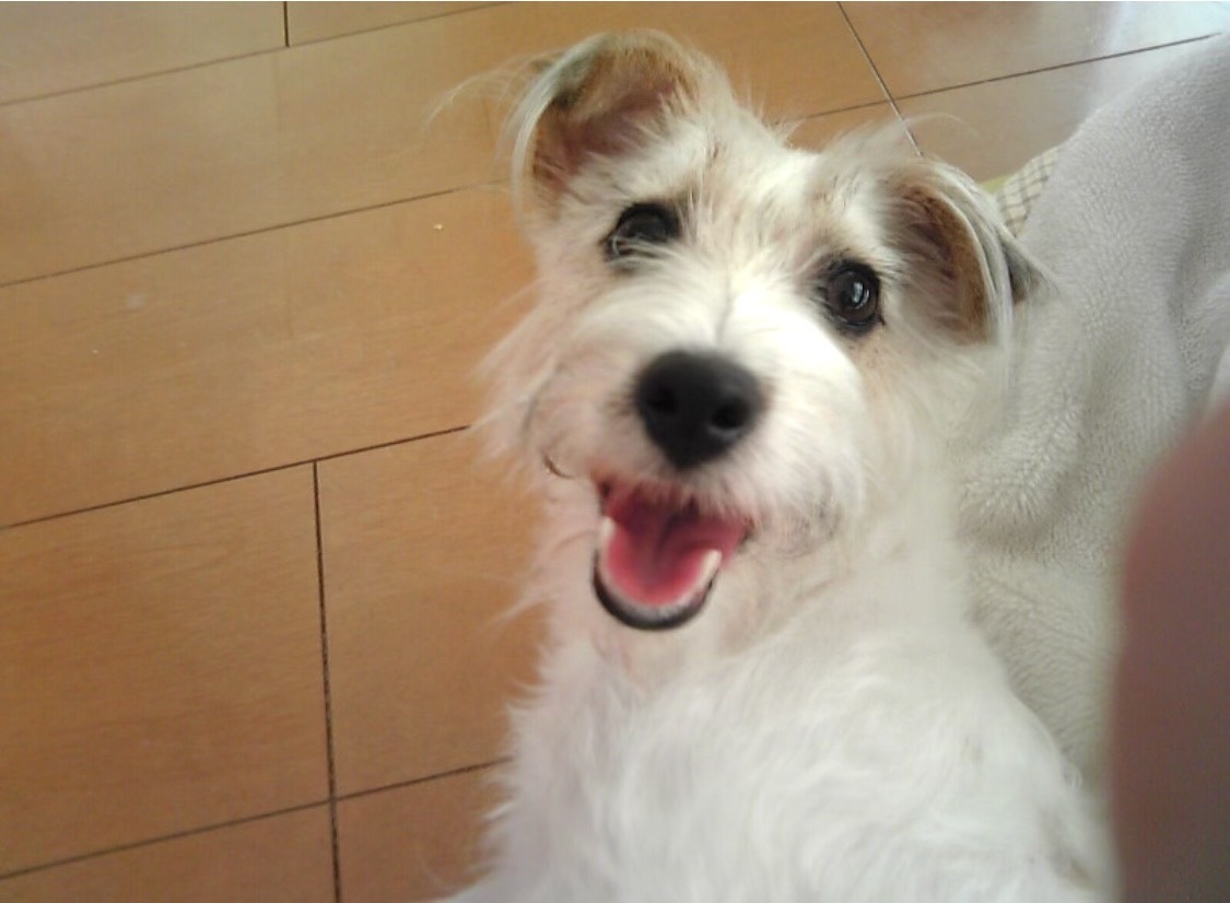 平生町H様犬のさくらちゃん